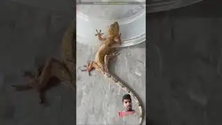 #factscloud #factschip #animals #amazingfacts #experiment #fact #animal #pet #funny #lizard