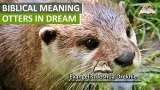 Biblical Meaning of OTTERS in Dreams - What Does Otter Symbolise?