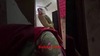 Ring naek parrot talking training #parrot #birds #greenparrot #maintota #cute ❤️🥰