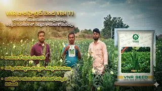 VNR VBH11 okra seeds//#vnrseeds #vnreview #vnr #VNRVBH11 #farming #agriculture #viral MBL9618364106