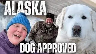 We Built an Alaska Sized Outdoor Break Room for Our Giant Livestock Guardian Dogs