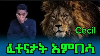 ለሐዝን ናይ አምበሳ ታሪኽ cecil story #habesha #Tigrinya #Ethiopia #animal #gerhin