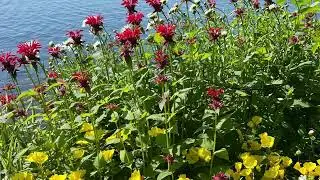 A Pollinator garden by the shore of a lake in Ontario 