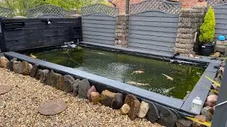 Kusuri klay & skimmer update  #koi  #ponds  #kusuri #clay #minerals