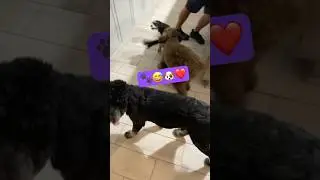 Cavapoo Puppy Playdate Fun!