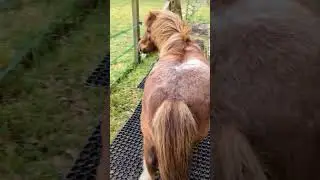 Rubber Grass Mat Installation by Outdoor Animal-Facilitated Therapy Services