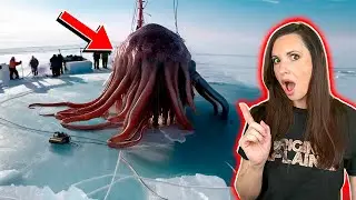 Strange Creature Sightings In The Ice