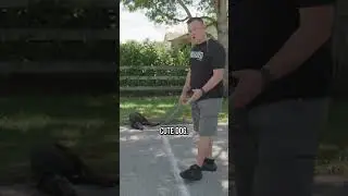 Dog Won&rsquo;t Walk? Here&rsquo;s What You&rsquo;re Doing WRONG!
