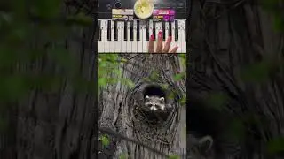 Raccoon is Really Watching my Hands, find C on the Piano