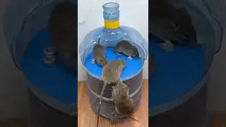caer en la trampa/Las 10 mejores trampas para ratones del mundo #rat #pets