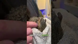 A Squirrel Followed Me Home! #animals #help #wildlife #love #squirrel