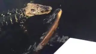 BUAYA NEKAT GIGIT BELUT LISTRIK INI AKIBATNYA!!