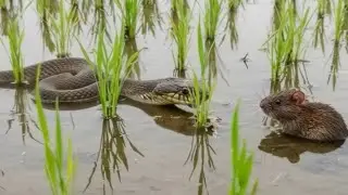 King Cobra vs Mouse |   Snake  Behavior  in Wildlife |  Survival Story&rdquo;