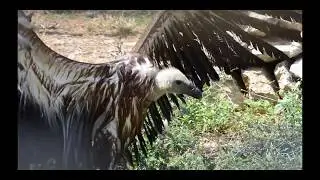 Beli Visitor Centre and Rescue Centre for Griffon Vultures