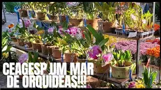 Ceagesp Orquídeas Por Todos os Lados 