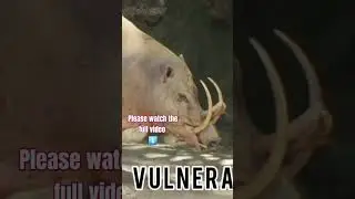 #babirusa #facts #shorts #nature #wildlife #animals #viralvideo #educationalvideo
