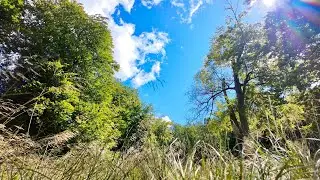 Lie Under Summer Trees & Listen to the Wind | 4K Nature Sounds