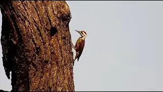 Bearded woodpecker (Chloropicus namaquus) at Djuma Waterhole - Djuma Cam Live Stream