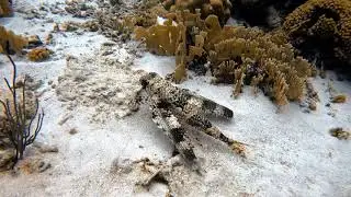Caribbean underwater flying fish (sea robin)