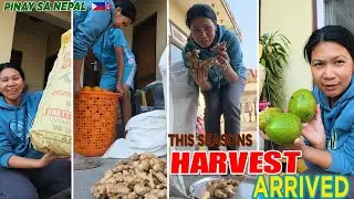 PINAY IN NEPAL || SEASON’S HARVEST ARRIVED! 😱🌱 | Ang Dami Nakuha! || SL Nepal
