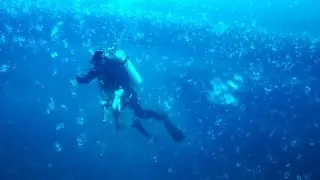 Arctic Talk Show - Donna Gibbs, Taxonomist and Diver (Northern Spotlights)