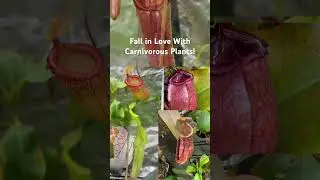 Fall in love with carnivorous plants and help save them extinction! #shorts
