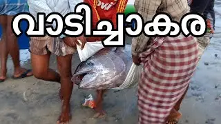 വാടി മീൻ ചന്ത | vaddy fishing harbour | kollam vadi fishing