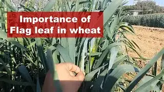 What is flag leaf and its significance in wheat