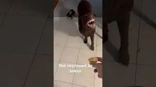 Take it easy! It&rsquo;s just a lemon #labrador #angry #lemon #onebite