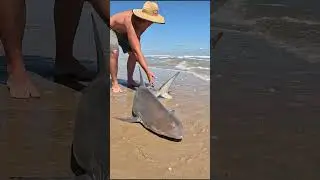 Blacktip Shark Catch and Release  #fishing #beach #fish #shorts #sharkfishing #shark #texasbeaches