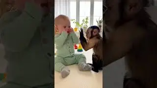 Bubble Pop Fun #shorts #cartoon #kids #animation #bubbles #monkey #baby