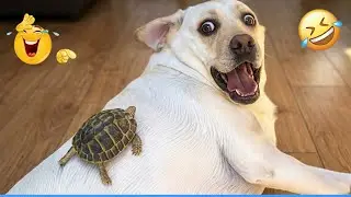 Best Of The Funny Animal Videos 🦴😺 The Funniest Dog Moments Compilation 😹