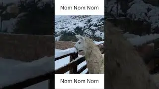 Nom Nom Nom Funny Alpaca