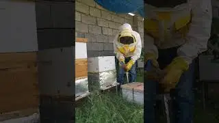 طريقة دمج خلايا النحل بماء الورد