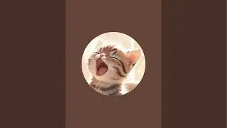 #short #ねこ #猫