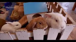 Rabbito Cafe, rabbit cafe in Bangkok