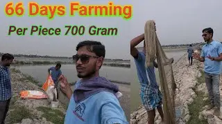 Fish Sampling|Stocking Size 150Gram|66Days Farming Avarage 700 Gram|IMC Farming Assam