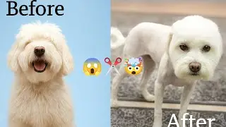 My Dog Shiko&rsquo;s Grooming Disaster 😂💇&zwj;♂️ | Will  she Ever Forgive Me?🥲