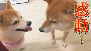 脳の病気の疑いがある兄柴犬を、小さな身体で守り抜こうとする妹柴犬の姿に感動しました・・・