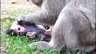 My heart, Poor baby monkey Maci, Why Mom Merry Do Wrong like this?