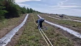 EFFICIENT AND SIMPLE FARM BED WATERING METHOD ON SANDY LAND USING A HOSE! -Agriculture Farming