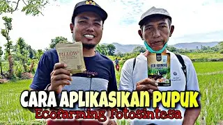 Cara Pengaplikasian Pupuk Ecofarming Fotosintesa Pada Tanaman Padi (@teamsinergytapalkuda )