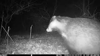 Yard Trail Cam 2 Jan 2026