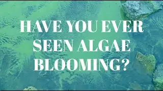 Harmful Algal Blooms in Arizona