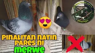 Pinalitan natin ang pares ng kalapati natin bakit kaya?🤔