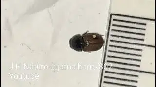 08 - Beetle, (Aphodius foetidus), col&eacute;opt&egrave;re, خنفساء