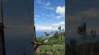 ATMACA SALDIRI &Acirc;NI !! #artvin #doğa #atmaca #sparrowhawk