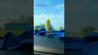 Travel time 🚗 | cockatiel shorts #bird #cockatiel #pets #travel #cute
