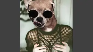 1 True Dawg