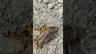 R.I.P. &nbsp;Differential Grasshopper (Melanoplus differentialis)&nbsp;recycled back to nature #nature #shorts